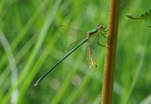 Lestes virens